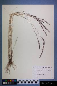 Muhlenbergia pauciflora image